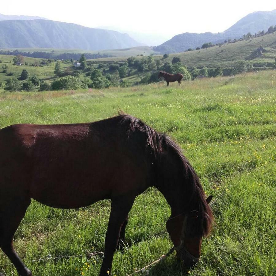 Suri Pensionat Plužine Exteriör bild